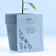 Seed Paper